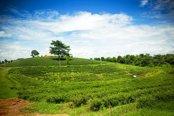 Naturalny krajobraz plantacji herbaty na górze w chiangrai. — Zdjęcie stockowe