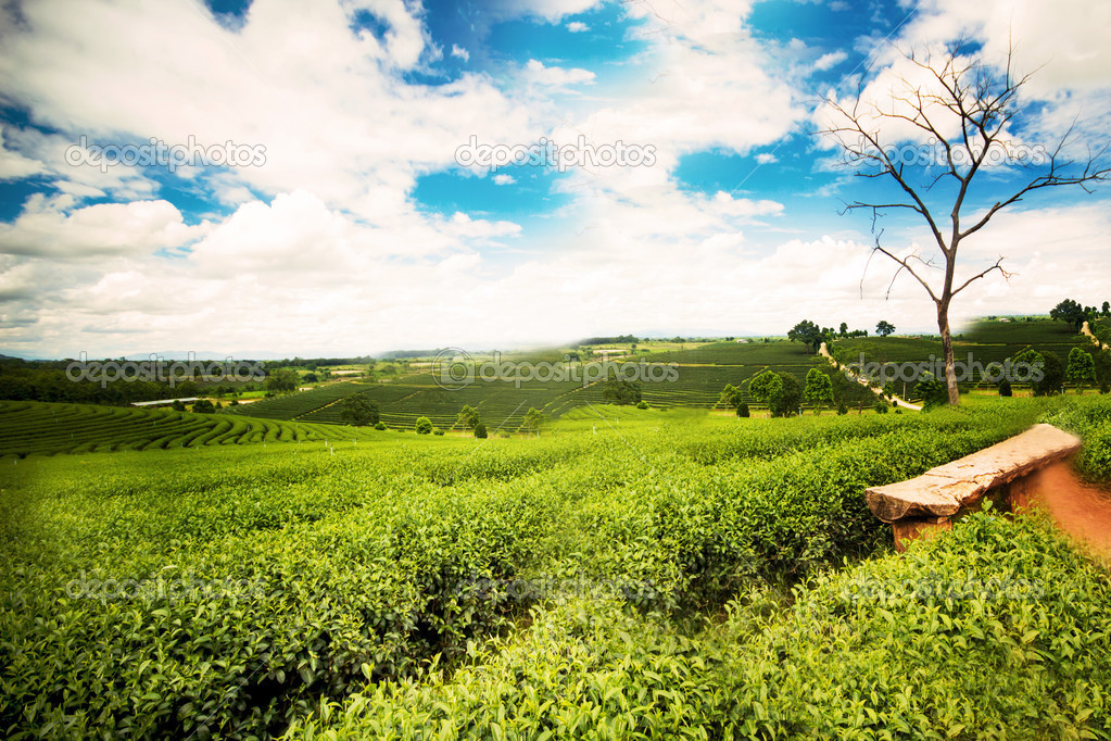 Natural landscape of tea plantation on the mountain in Chiangrai