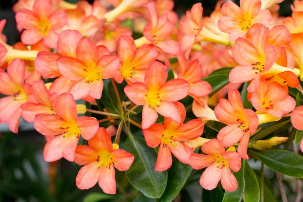 Orange Adenium obesum tree, Desert Rose, Impala Lily, Mock Azale — Stock Photo, Image