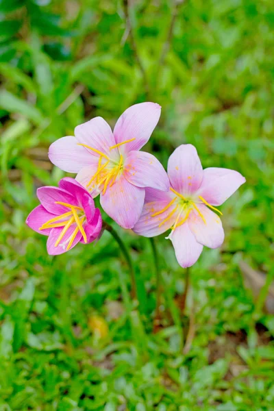 Rain lilly pink flower in the rainy season of Thailand — Stock Photo, Image