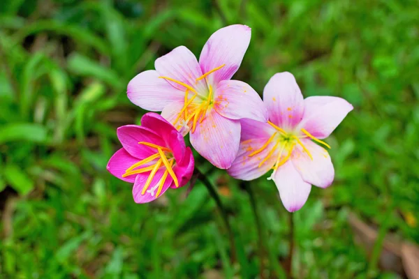 Fleurs roses de lis de pluie dans la saison des pluies de Thaïlande — Photo