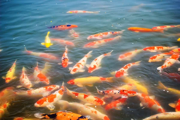 Koi Carps Pesce Nuoto giapponese (Liguinus carpio ) — Foto Stock