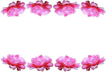 pembe Gül çerçeve 