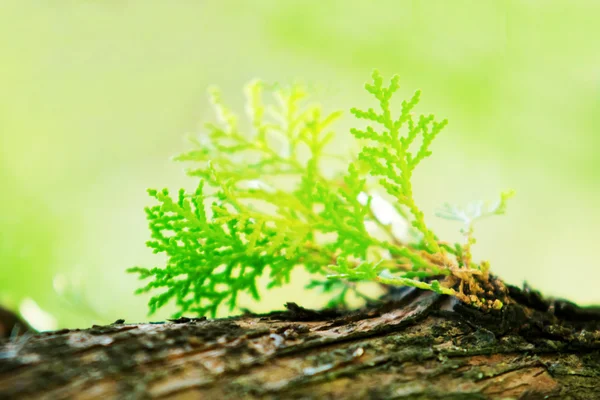 Fechado de folha de pinho na árvore para fundo — Fotografia de Stock
