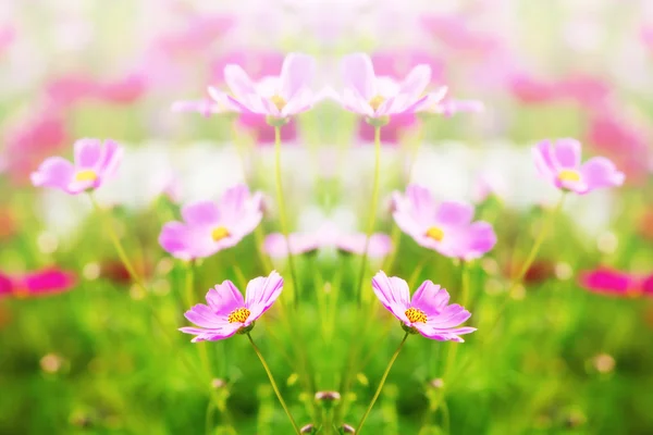 Kosmos Gänseblümchen Blume für Hintergrund — Stockfoto