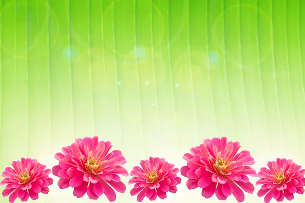 Rosa Gerbera Blume Rahmen auf grün — Stockfoto