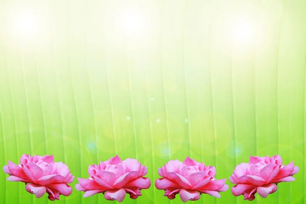 Doğal yeşil pembe Gül çerçeve — Stok fotoğraf