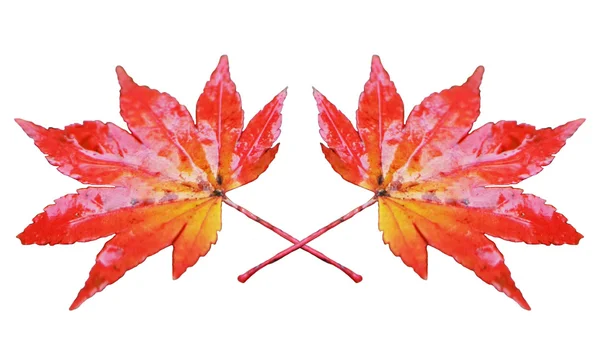 Lönn hösten ramen och bakgrunden — Stockfoto