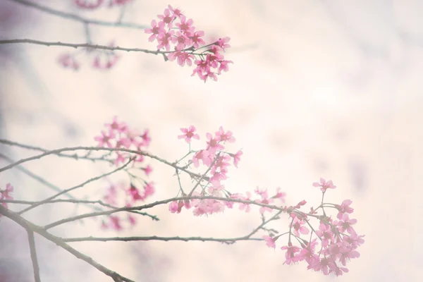 Kirschblüte oder Sakura-Zweig — Stockfoto