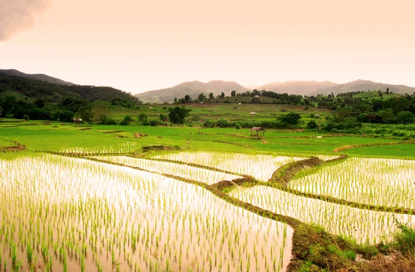 Campo de arroz tailandês — Fotografia de Stock