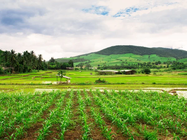 Thajské rýžové pole — Stock fotografie