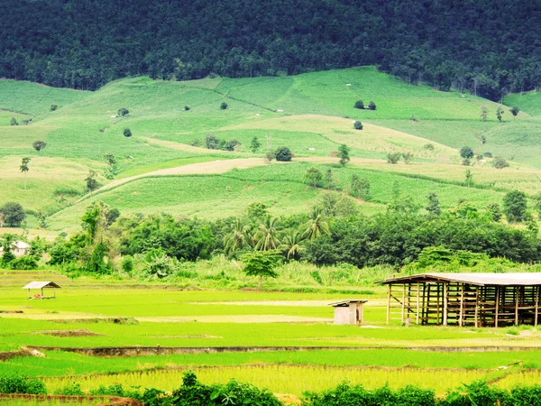 Тайское рисовое поле — стоковое фото