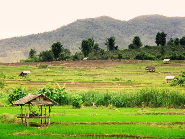 Tajski ryżowe pole — Zdjęcie stockowe