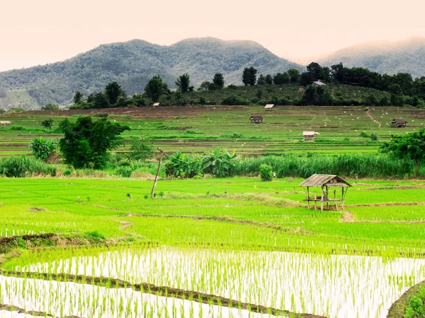 Thai rice field — Stock Photo, Image