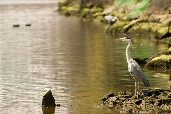 Heron by the water . — Stock Photo, Image