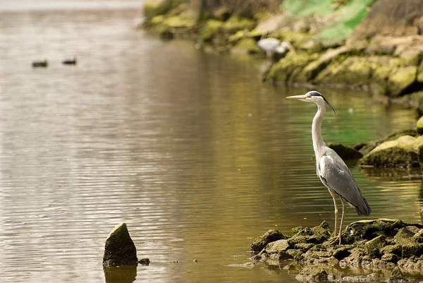 Garza junto al agua  . — Foto de Stock