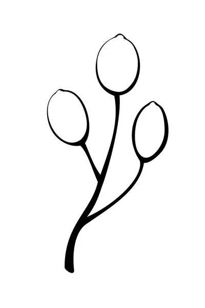 向量抽象的分枝与浆果的涂鸦风格 植物区系 明信片设计要素 邀请函 标志或横幅的制作 — 图库矢量图片