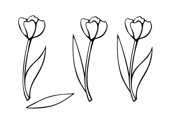 Flor Tulipán Contorneada Con Sin Hojas Elemento Dibujado Mano Ilustración — Vector de stock