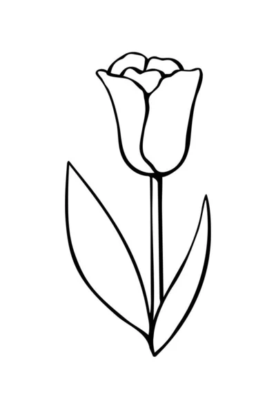 Umriss Der Tulpe Blume Isoliert Auf Weißem Hintergrund Handgezeichnetes Gestaltungselement — Stockvektor
