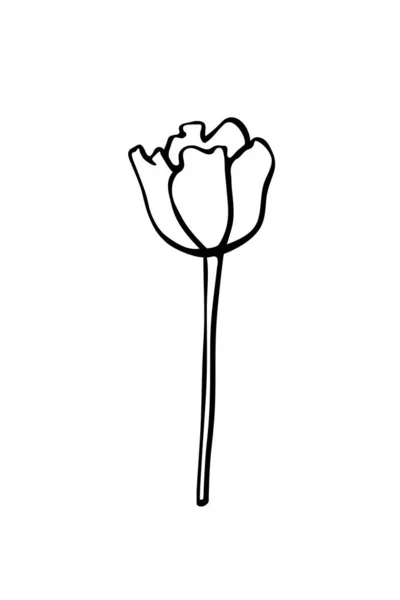 Flor Tulipán Contorneada Tallo Sin Hojas Dibujado Mano Esquema Negro — Vector de stock