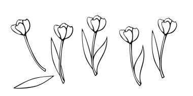 Yapraklı ya da yapraksız lale çiçeği. El çizimi tasarım elemanı. Karalama çizimi tarzında basit siyah çizim çizimi. Baharın sembolü, aşk, çiçek.
