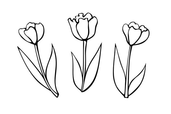 一套轮廓 郁金香花在白色背景上被隔离 简单的黑色等高线插图 剪贴画为草图风格的涂鸦 春天的象征 — 图库矢量图片