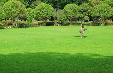 Güzel Güneş Işığında Huzurlu Yeşil Park