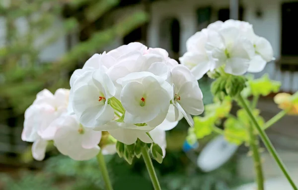 Τσάντες Από Όμορφο Λευκό Γεράνι Pelargonium Στο Αίθριο — Φωτογραφία Αρχείου