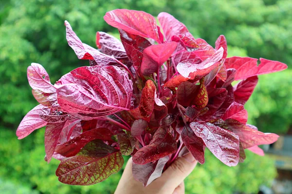 Bouquet Épinards Rouges Frais Couleur Vibrante Main Contre Feuillage Vert — Photo