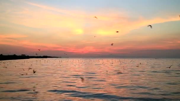 Nagranie Wielkiego Stada Mew Lecących Nad Spokojnym Morzem Świcie — Wideo stockowe