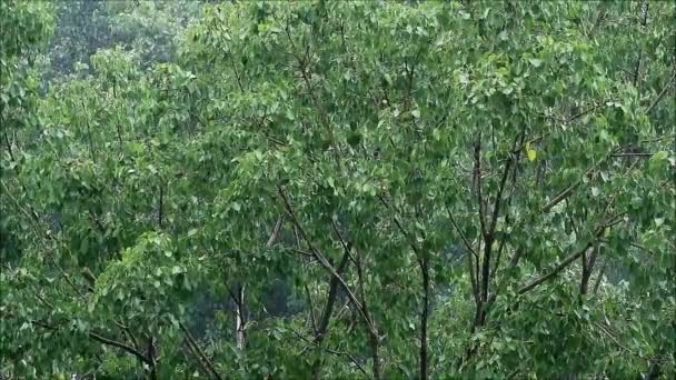 Filmato Fogliame Verde Del Grande Albero Bodhi Sotto Pioggia Leggera — Video Stock