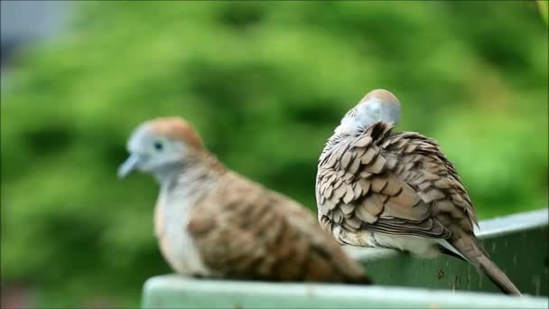 Beelden Van Een Paar Wilde Zebraduiven Ontspannend Preening Het Balkon — Stockvideo