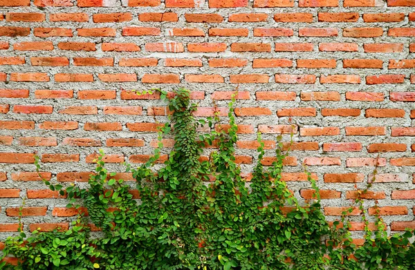 Yıpranmış Çimento Duvarı Büyüyen Yeşil Çalı — Stok fotoğraf