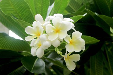 Ağacın üzerinde açan bir demet muhteşem Beyaz Frangipani Çiçeği