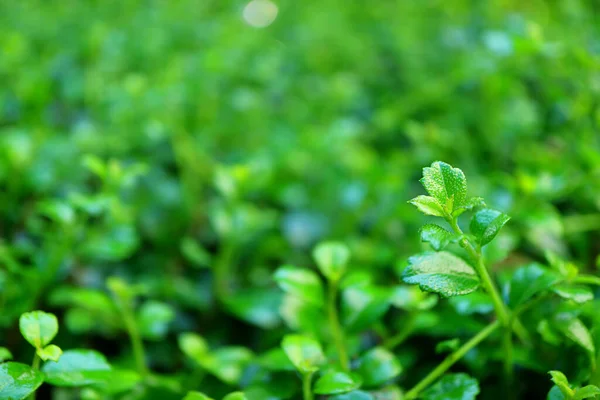 Canlı Yeşil Çalıların Yeni Yapraklarının Yakınına — Stok fotoğraf