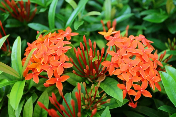 Vivi Orange West Indian Jasmine Fiori Che Crescono Sugli Arbusti — Foto Stock