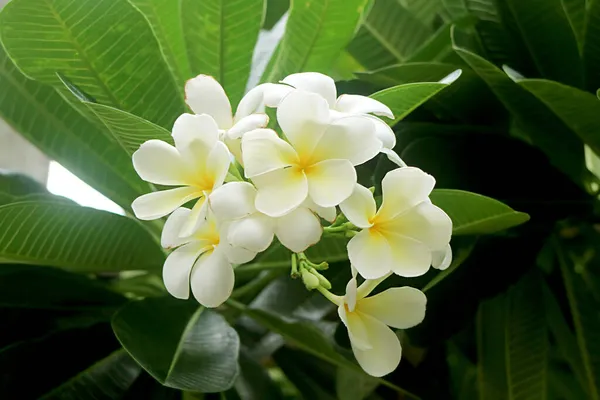 Bunch Gorgeous White Frangipani Flowers Blossoming Tree — Stock Photo, Image
