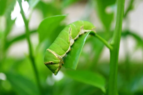 Vivid Green Lime Swallowtail Caterpillar Craarling Lime Tree Leaf — 스톡 사진