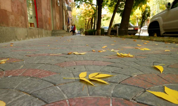 Fechar Folhas Outono Amarelas Vívidas Caídas Calçada — Fotografia de Stock