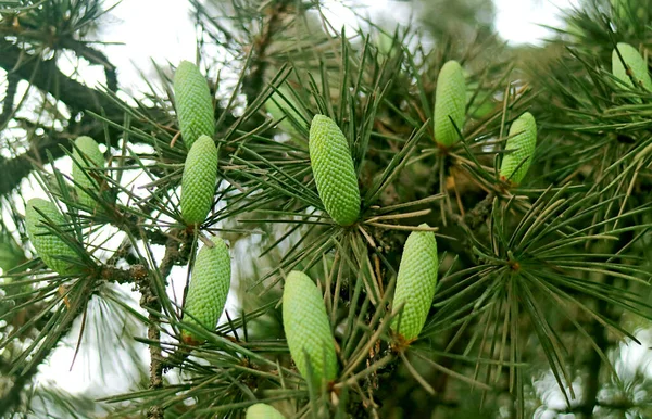 Numerosos Conos Pino Joven Verde Claro Creciendo Árbol —  Fotos de Stock