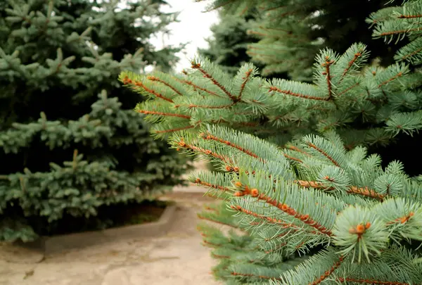 Nahaufnahme Zweige Der Grünen Fichte Berggarten — Stockfoto