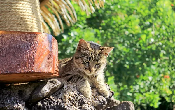 Closeup Adorable Little Tabby Cat Relaxing Tree Shade — Stock Photo, Image