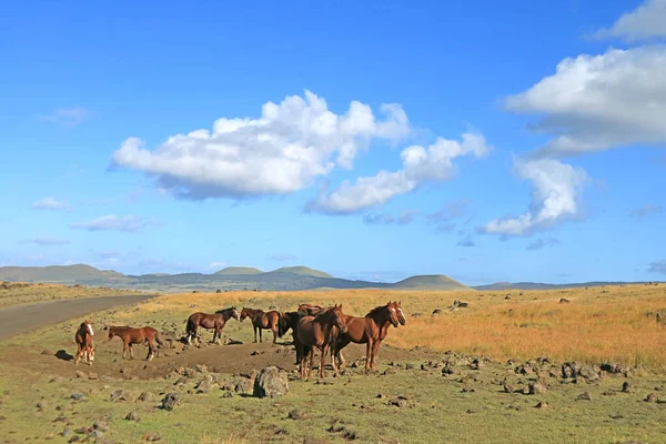 Stado Dzikich Koni Wypasanych Poboczu Drogi Wyspie Wielkanocnej Chile Ameryka — Zdjęcie stockowe