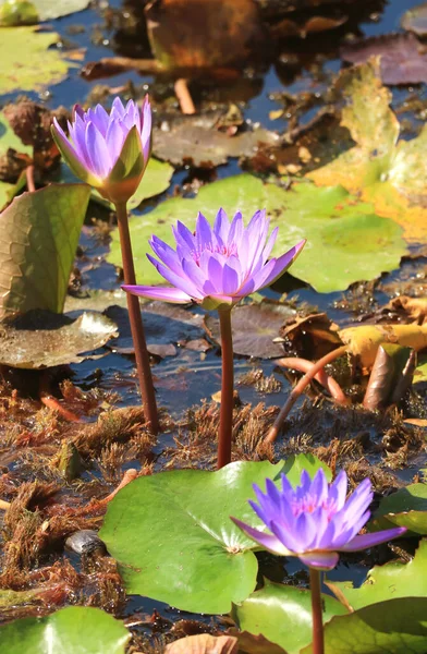 Mor Mavi Nilüfer Çiçekleri Seçici Odaklı Bir Gölette Çiçek Açar — Stok fotoğraf