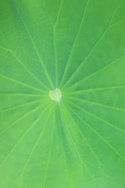 Erstaunliches Herzmuster Einer Lebendigen Grünen Lilienkissen Oberfläche — Stockfoto