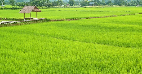 素朴なスタイルのパビリオン タイと未熟な稲の鮮やかな緑の水田フィールド — ストック写真