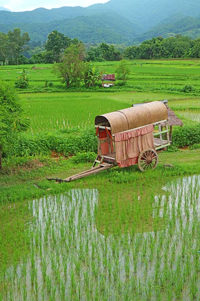 Piękne Paddy Fields Starym Wózkiem Bullock Północnej Części Tajlandii — Zdjęcie stockowe