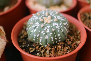 Çok sevimli bir Astrophytum Asterias ya da Kum Doları Kaktüsü.