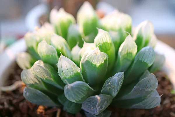 Closeup Potted Haworthia Cooperi Salah Satu Tanaman Populer Untuk Berkebun — Stok Foto