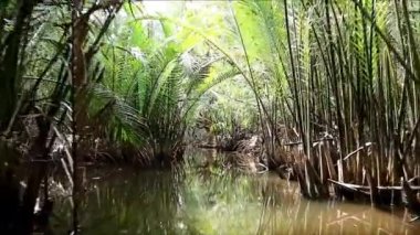 Mangrove Ormanı, Doğu Tayland 'daki Ağaç Tünelleri Boyunca Seyahat Görüntüsü